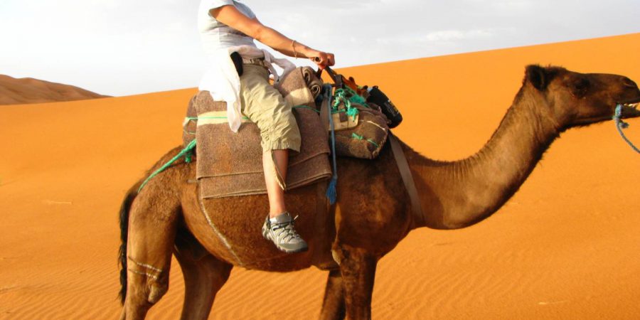 作者照片骑骆驼