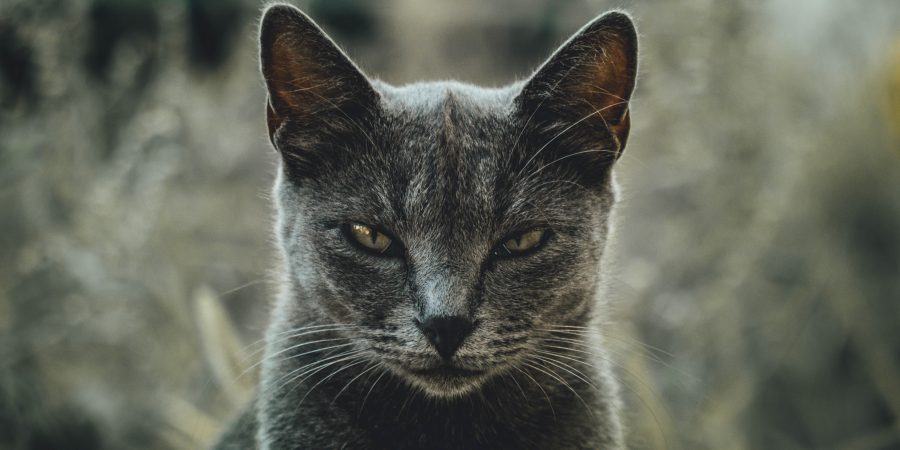 一只横向看的猫的照片表示宠物讨厌的